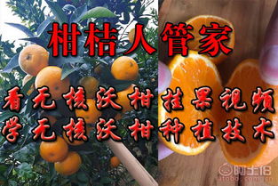《沃柑果栽培种植技术解析：沃土育沃果，您知道多少？》