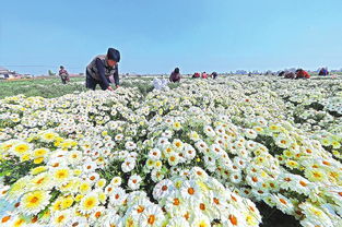 揭秘杭白菊种植奥秘：如何让“白菊仙子”绽放产业新颜？