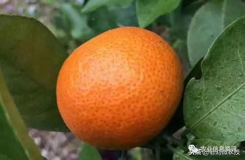 沙糖桔种植技术揭秘：如何打造高品质果品？（内含种植技巧与市场分析）
