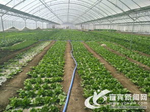 《大棚油菜种植新篇章：揭秘高效技术助力丰收之谜》
