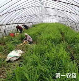《大棚姜种植技术揭秘：如何让姜产量翻倍？》