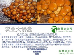 滑子菇种植新篇章：揭秘高效种植技术，开启致富之门