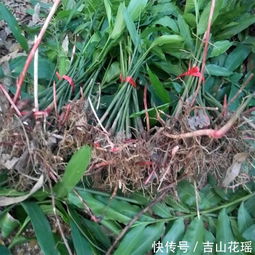 香砂仁种植技术揭秘：如何打造高品质中药材？