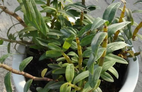 盆栽石斛种植攻略：揭秘自然之美，打造家居绿意盎然
