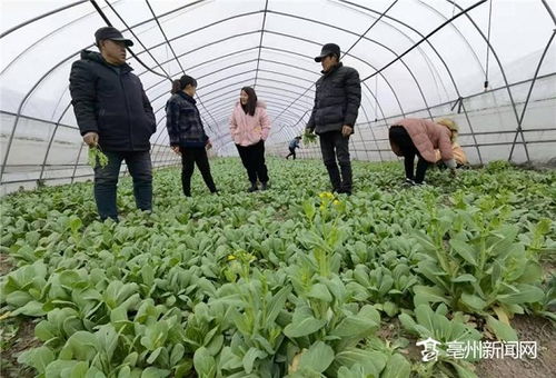 《上海青种植：揭秘高效栽培秘诀，让蔬菜收益翻倍！》