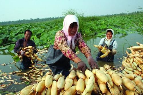 《雪莲藕种植技术揭秘：如何打造高产量、高品质藕田？》