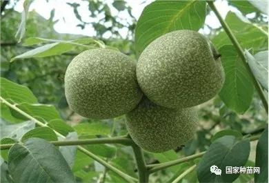 核桃种植技术揭秘：如何让“大脑食品”高产优质？