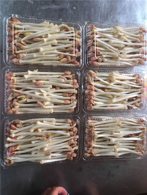 揭秘有机豆芽种植技术：绿色健康的未来农业新宠