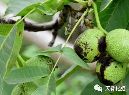 坚果种植与管理：揭秘高效益的绿色黄金之路