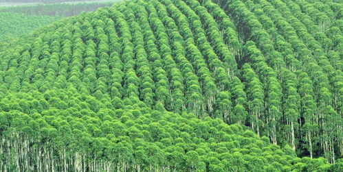 速生桉种植技术革新：揭秘高效益的秘密武器