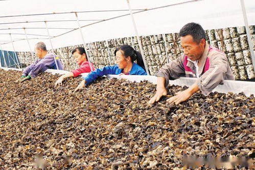 揭秘木耳种植：一场从田间到餐桌的技术革命