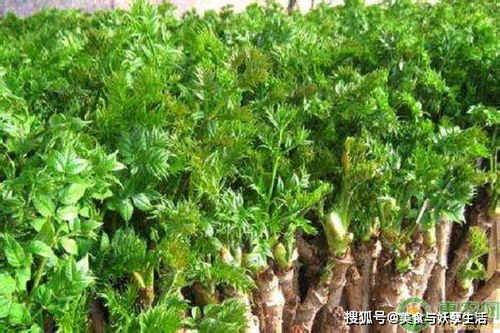 山野菜种植：绿色黄金的种植奥秘，你了解多少？