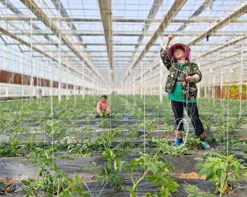 农业种植技术革新：揭秘高效农业的未来之路