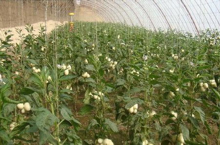 《人参果树种植揭秘：揭秘高效栽培之路，解锁绿色财富密码》