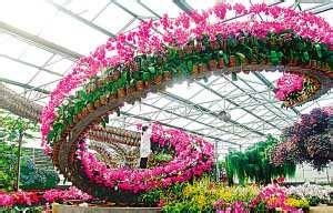 揭秘花卉种植技术与管理：让您的花园绽放自然之美