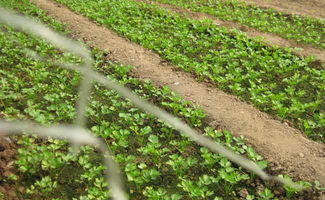 《破解芹菜重茬难题：揭秘高效种植技术新策略》