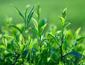 茶叶树种植技术革新：揭秘高效益的绿色之路