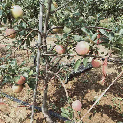 苹果果苗种植技术揭秘：如何培育出优质果苗？