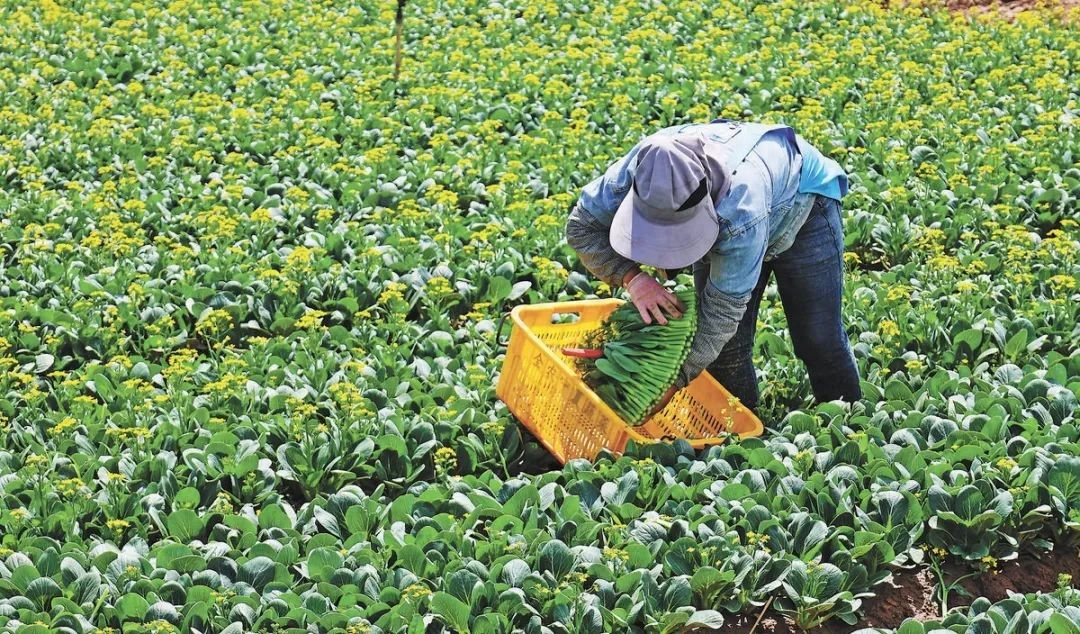 畅销农产品有哪些_畅销农产品排行_畅销的农产品