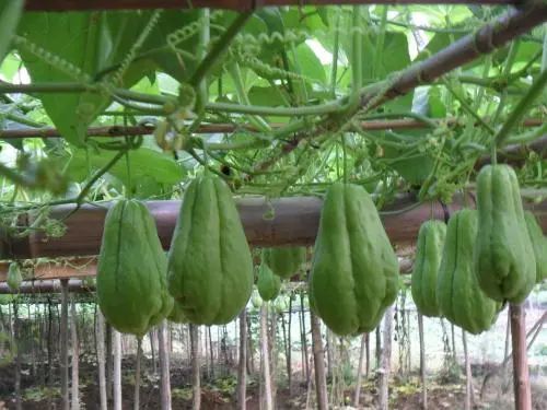 佛手瓜种植新篇章：揭秘高效种植技术，提升产量与品质
