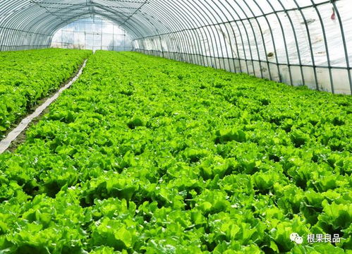 管道蔬菜种植技术革新：揭秘未来农业新趋势