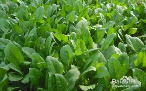 《揭秘菠菜种植奥秘：掌握时间节点，收获绿色财富》