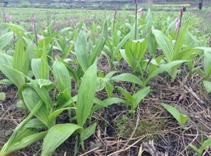白芨直播种植技术揭秘：如何让“地下雪莲”绽放新光彩？
