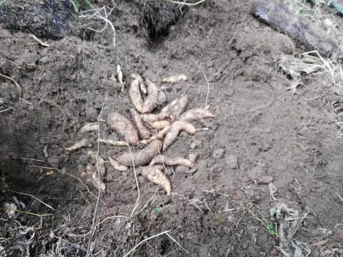 《天麻种植：揭秘高效益的绿色黄金之路》