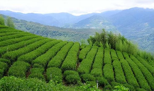 茶叶种植技术革新：揭秘高效生态种植方案