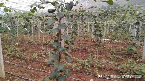 揭秘优质猕猴桃树苗种植技术，助力果农丰收