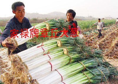 揭秘大葱高产种植之谜：如何实现亩产超万斤？