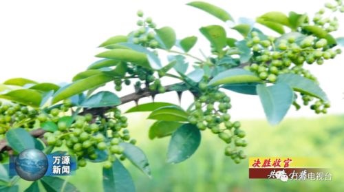 花椒种植：揭秘绿色财富的秘密通道