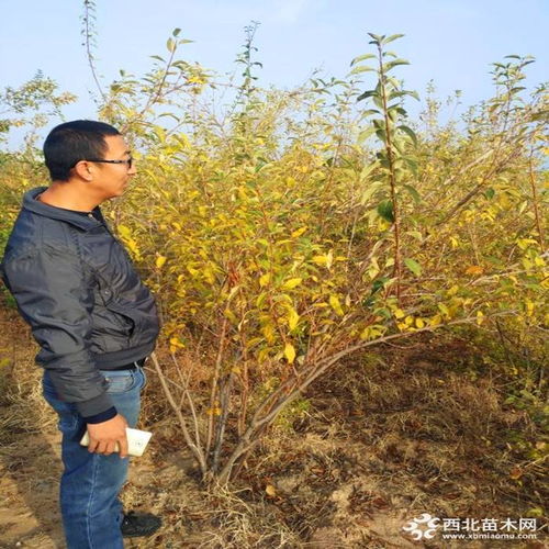 【专家视角】连翘种植技术全解析：揭秘高效益的种植秘诀