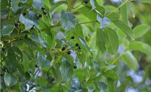 油樟树种植技术解析：揭秘天然香料的绿色之路