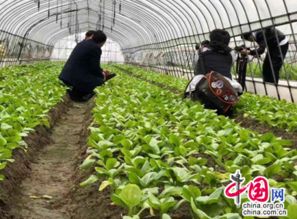 潭州农业番茄种植技术革新：揭秘高效益的秘密武器