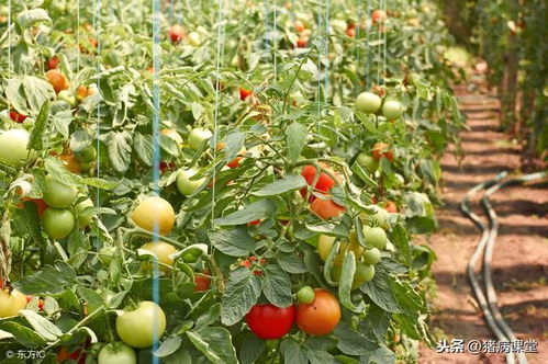 西红柿种植管理攻略：如何提升产量与品质？