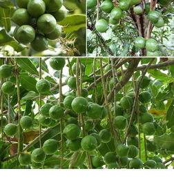 《澳洲坚果种植技术管理：揭秘高品质坚果的奥秘》