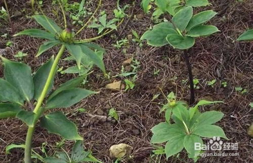 揭秘林下重楼种植秘诀：高效益的生态农业新模式