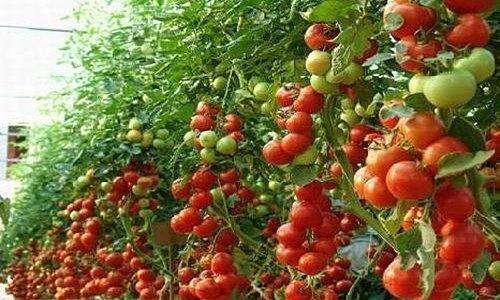 《番茄种植，掌握这些技术让果实更丰收！》