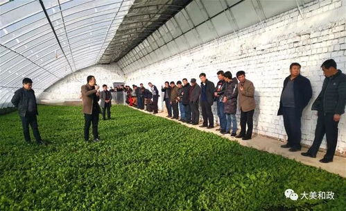 《当归种植，如何提高产量与品质？专家带你深入了解》