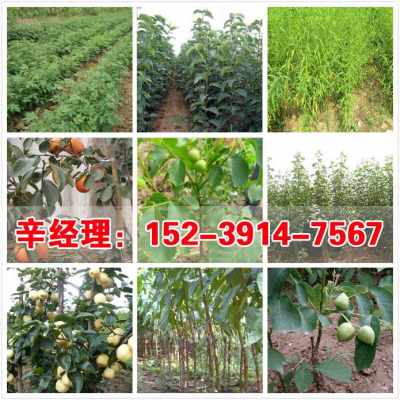 《揭秘桑黄种植新篇章：掌握核心技术，共创致富之路——桑黄种植技术深度解析，欢迎垂询！》