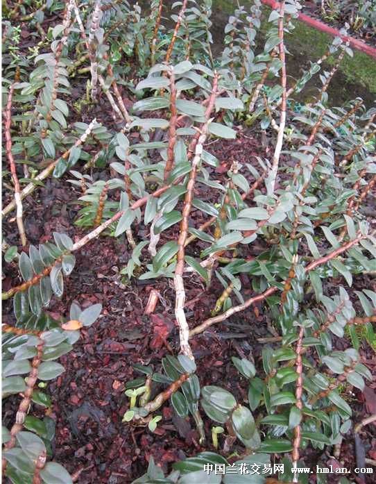 《铁皮石斛仿野生种植技术：揭秘高效培育之道》