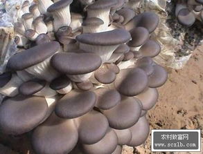揭秘平菇栽培技术：如何实现高效、绿色、可持续的种植？