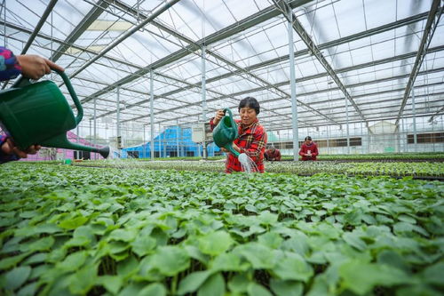 大棚蔬菜辣椒种植技术揭秘：如何实现高产高效？
