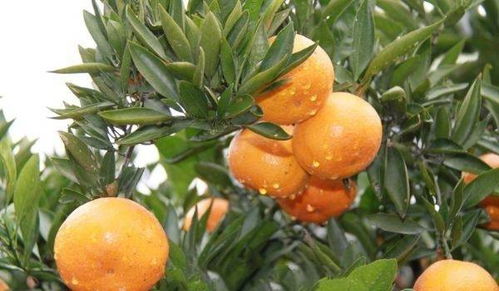 柑橘种植技术升级，如何让果农收入翻倍？