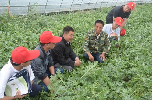 揭秘农业种植新篇章：专家带你探索高效种植技术视频攻略