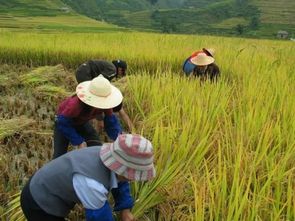 水稻种植革命：新技术引领产量新高峰