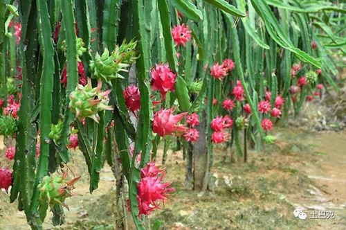 揭秘火龙果种植奥秘：掌握五大关键技术，打造丰收奇迹！
