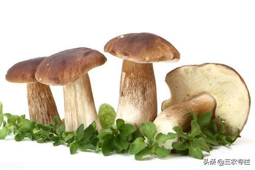 《探秘珍品食用菌种植：揭秘高产量技术之道》