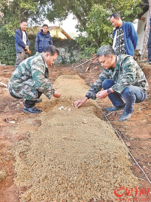 揭秘赤松茸菌种种植：技术突破助力产业升级